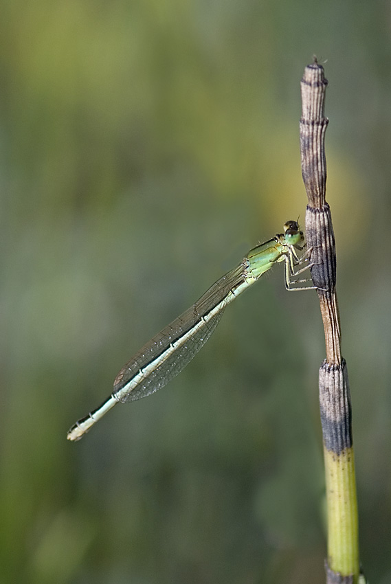 Damigella da ID.